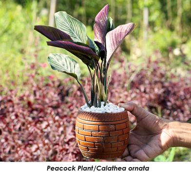 Brikkho Hat Peacock Plant With 6 Inch Clay Pot image