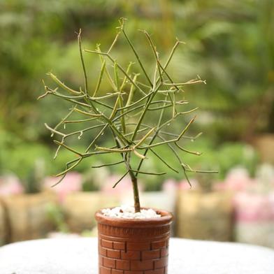Brikkho Hat Pencil Cactus With 6 Inch Clay Pot image