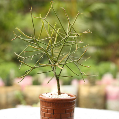 Brikkho Hat Pencil Cactus With 6 Inch Clay Pot image