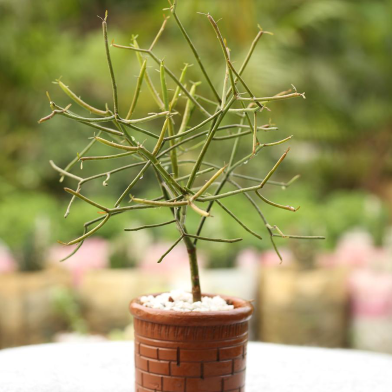 Brikkho Hat Pencil Cactus Without Pot image