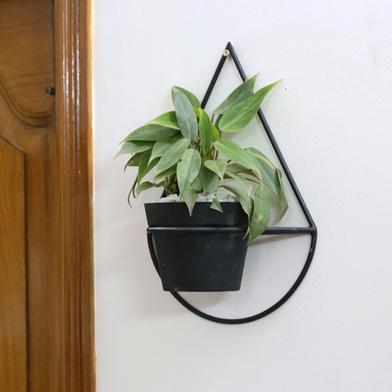 Brikkho Hat Philodendron Erubescens With 5 Inch Matte Pot image