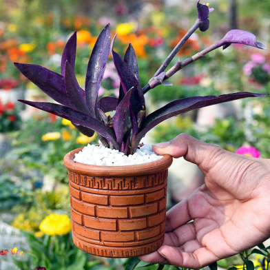 Brikkho Hat Purple Heart With 5 Inch Clay Pot image