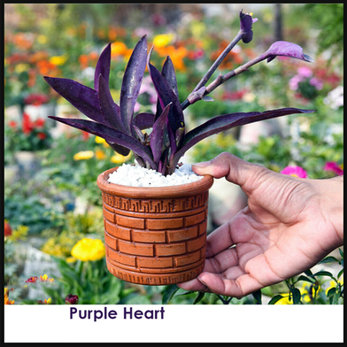 Brikkho Hat Purple Heart With 8 Inch Plastic Pot image