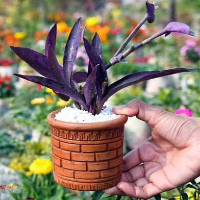 Brikkho Hat Purple Heart Without Pot image