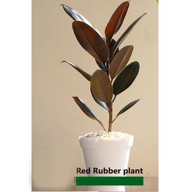 Brikkho Hat Red Rubber Plant With 10 Inch Plastic Pot image