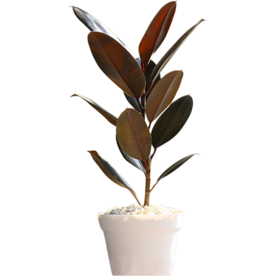 Brikkho Hat Red Rubber Plant Without Pot image