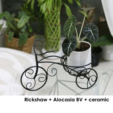 Brikkho Hat Rickshaw Planter Alocasia Black Velvet With Ceramic Pot image