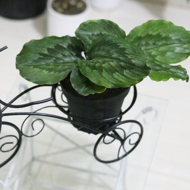Brikkho Hat Rickshaw Planter Calathea With Plastic Pot image