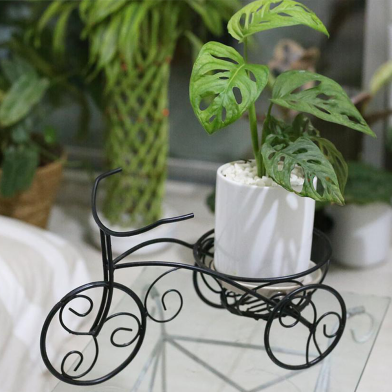Brikkho Hat Rickshaw Planter Monstera With Ceramic Pot image