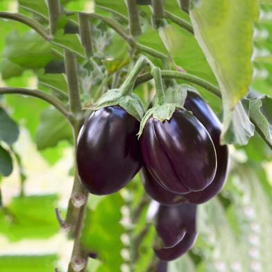 Brinjal Seed image