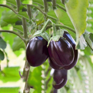 Brinjal Seed image