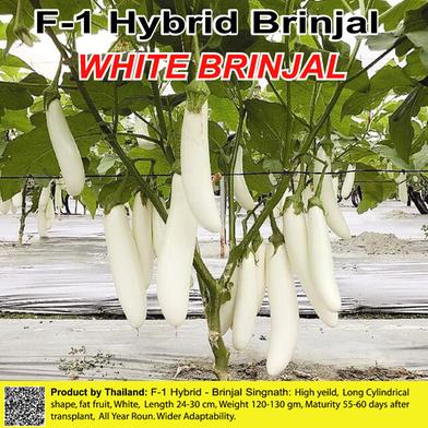 Naomi Seed Brinjal White - 0.5 gm image