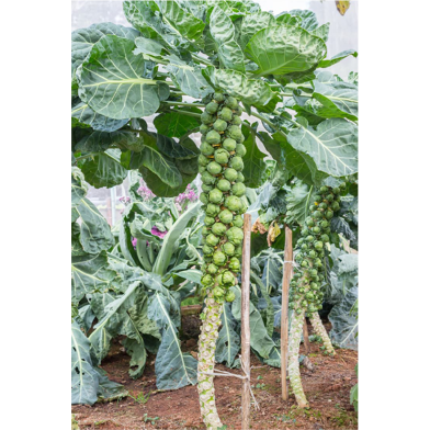 Brussels Sprouts Seed image