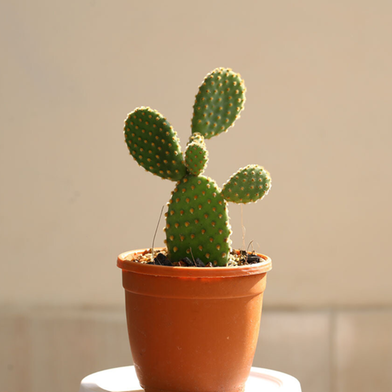 Brikkho Hat Bunny Ear Cactus image