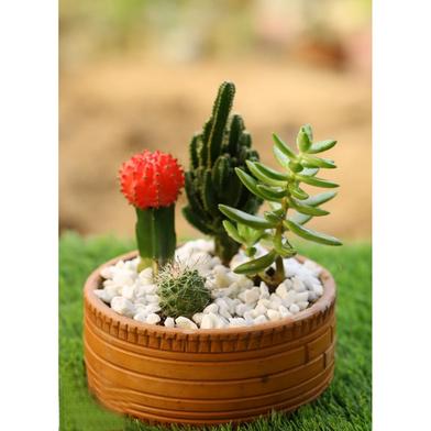 Brikkho Hat Cactus Bowl image