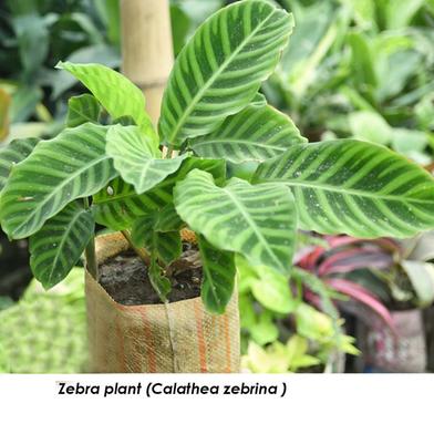 Brikkho Hat Calathea Zebrina Zebra Plant With 12 Inch Plastic Pot image
