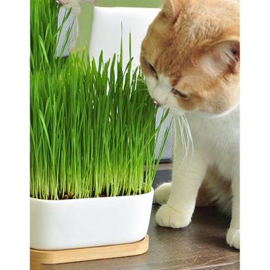 Cat Grass Seed image