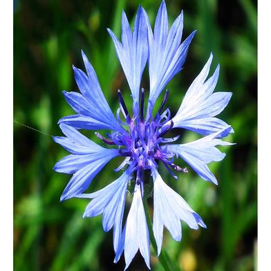 Centaurea Cornflower Seed image