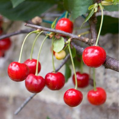 Cherry Seed image