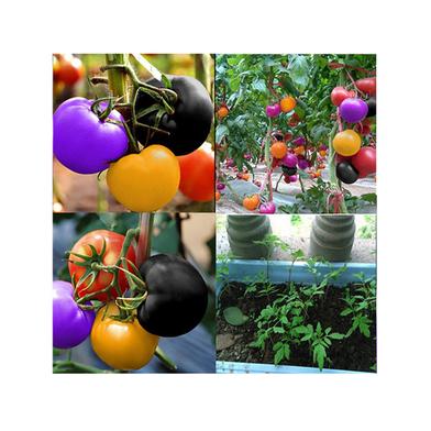 Cherry Tomato Seed - Hybrid image