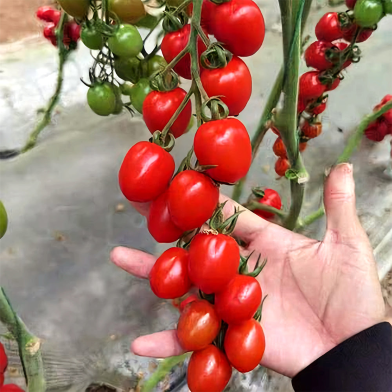 Cherry Tomato Seed - Hybrid image