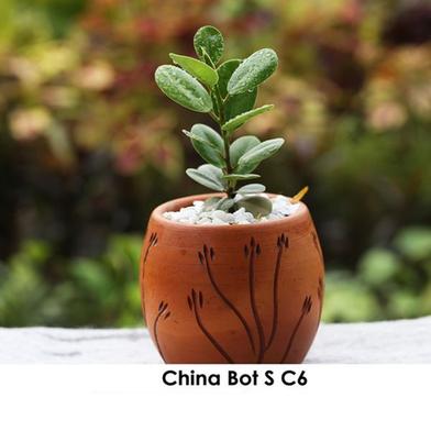 Brikkho Hat China Bot With 5 Inch Regular Clay Pot Medium image