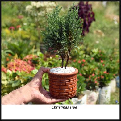 Brikkho Hat Christmas Indian Variant Thuja With 5 Inch Clay Pot image