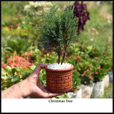 Brikkho Hat Christmas Indian Variant With 10 Inch Plastic Pot image