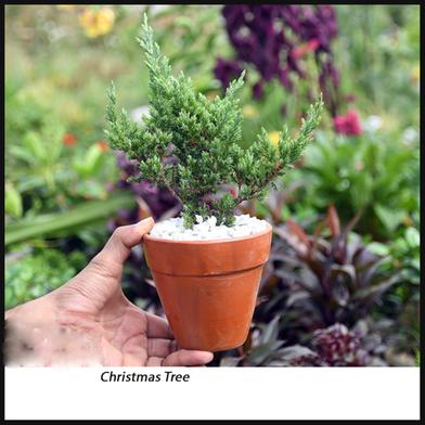 Brikkho Hat Christmas Tree With 5 Inch Clay Pot image