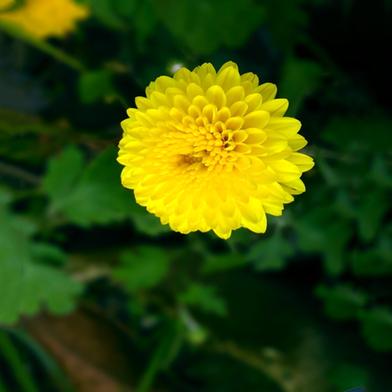 Chrysanthemumm Seed image