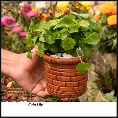 Brikkho Hat Coin lily/ Chinese Money plant With 5 inch clay pot image
