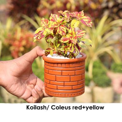 Brikkho Hat Coleus / Koilash Flower With 10 inch plastic pot - Red - Yellow image