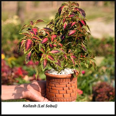 Brikkho Hat Coleus / Koilash Flower With 10 inch plastic pot - Green image