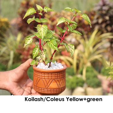 Brikkho Hat Coleus / Koilash Flower With 5 inch clay pot - Yellow - Green image
