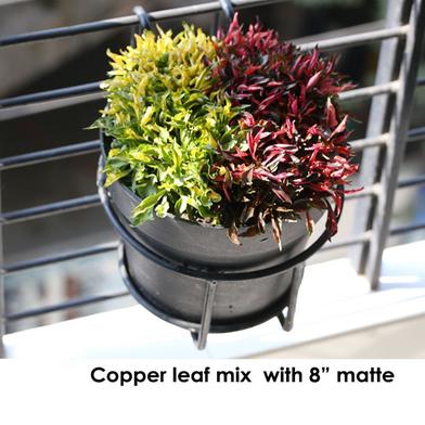 Brikkho Hat Copperleaf Bush Mix ( Matte 8 Inch Pot) image