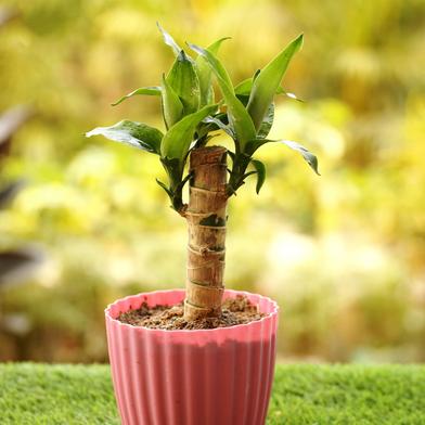 Brikkho Hat Corn Plant (Dracaena) image