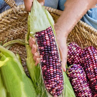 Corn, Ultra Violet Hybrid 5pcs Seeds image