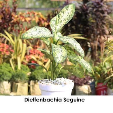 Brikkho Hat Dieffenbachia Seguine | Dumb Cane Large Size Plant image