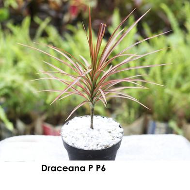 Brikkho Hat Dracaena Pink Strip Plant image