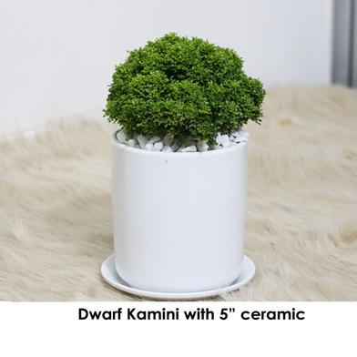 Brikkho Hat Dwarf Kamini Plant With Ceramic Pot (5 inch) image