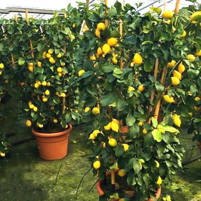 Dwarf Lemon Fruit Tree Seed image
