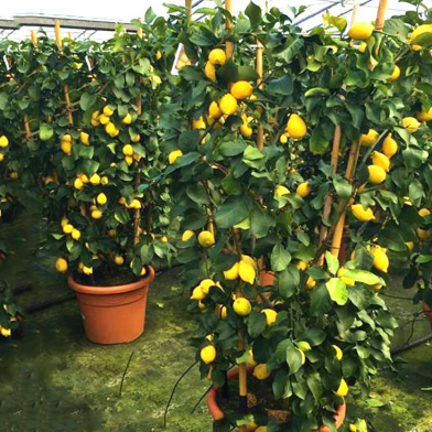 Dwarf Lemon Fruit Tree Seed image