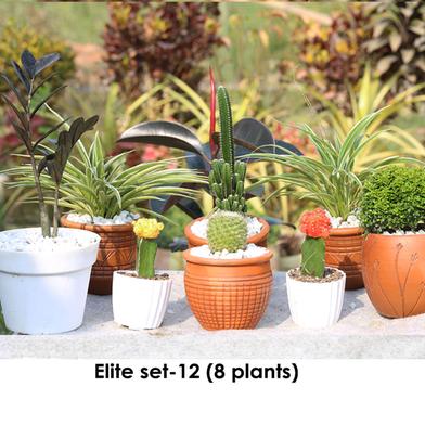 Brikkho Hat Elite set - 12 (Black Jiji, Kamini Bonsai, Moon Cactus, Spider, Fairy Castle Cactus) image