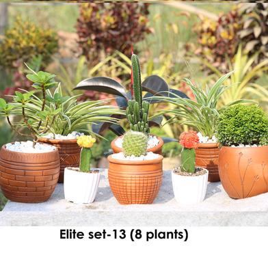 Brikkho Hat Elite set- 13 (China Bot, Kamini Bonsai, Moon Cactus, Spider, Fairy Castle Cactus) image