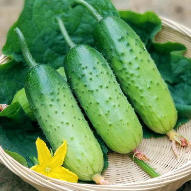 Far Eastern Cucumber Seeds image