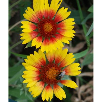 Gaillardia Aristata Seed image