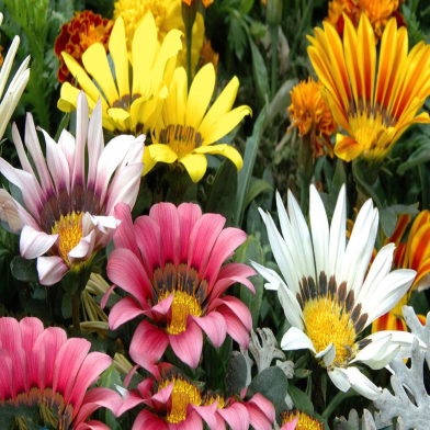 Gazania Seed image