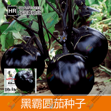 Giant Black Round Eggplant Seeds - 10pcs image