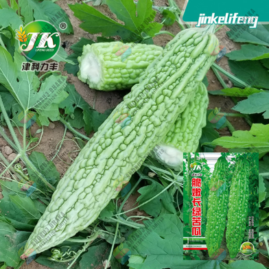 Giant Long Green Bitter (Korola) Seeds - 5pcs image