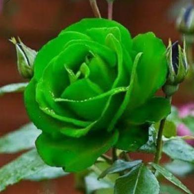 Green Rose Seed image